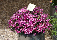 Dianthus Big Touch of Kientzler. 